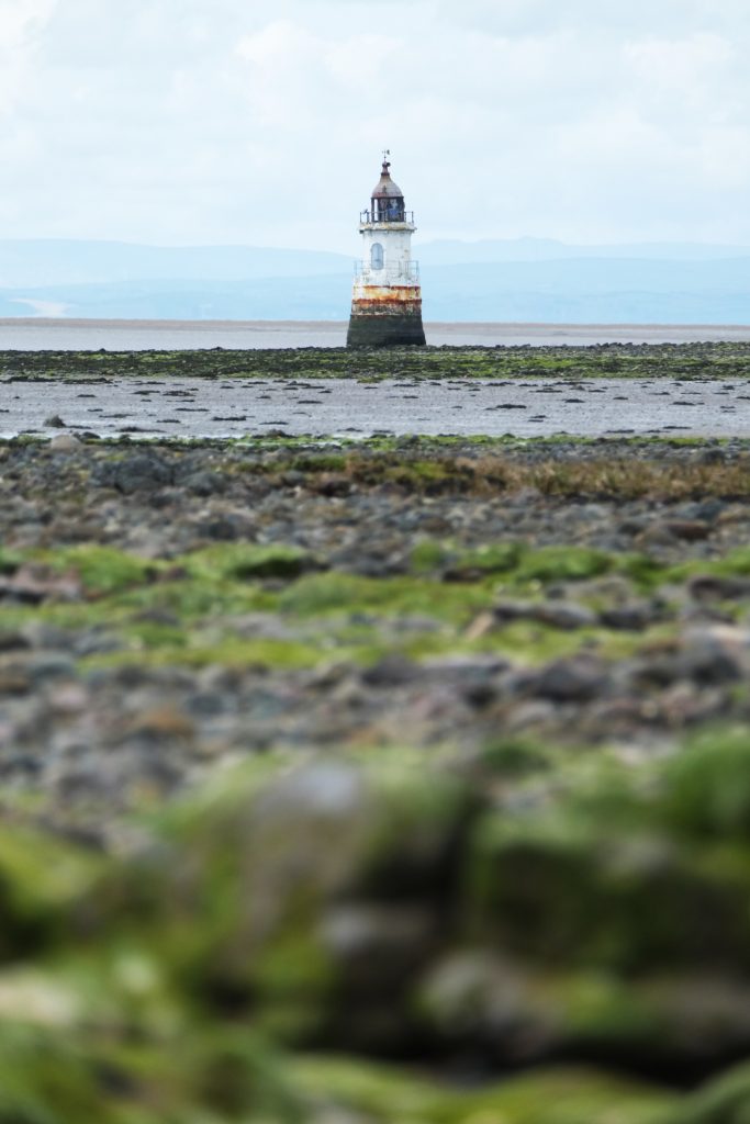 ploverlighthousemoss